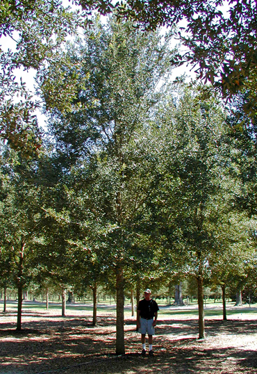 Cathedral Live Oak  Trees