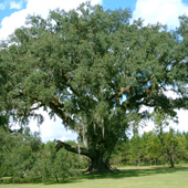 Historic Cellon Oak Tree