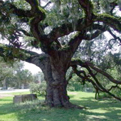 Historic Duelling Oak Tree