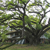 Historic Seven Sisters Oak Tree