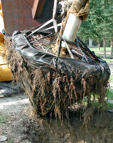 Live Oak Tree Quality Root Systems