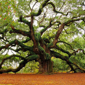 live oak tree size