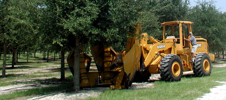 Live Oak Tree