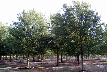 Cathedral Live Oak Trees