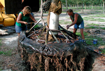 Dig & Prep Live Oak Tree