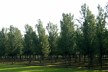 highrise live oak tree