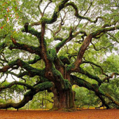 Historic Angel Oak Tree