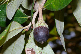 Live Oak Tree Characteristics