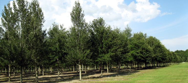 Oak Tree Growth Rate Chart