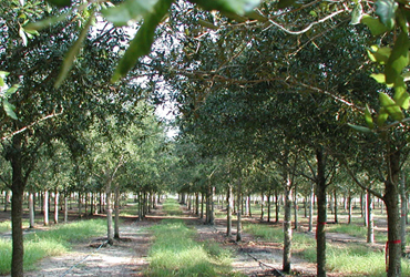 History of Live Oaks