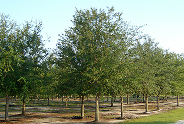 Selecting Trees