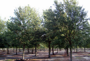 Live Oak Tree FAQs