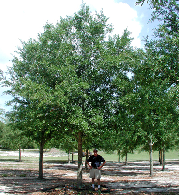 Live Oak Tree Characteristics