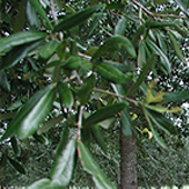 Live oak tree leaves