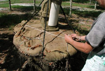 Live Oak Tree Packing for Transport