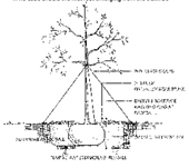 mulching around a newly planted large tree