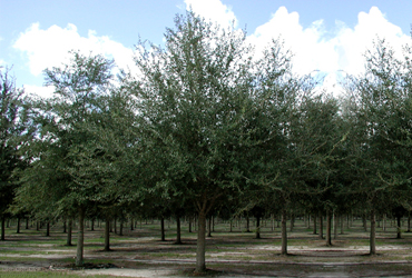 standard live oak tree